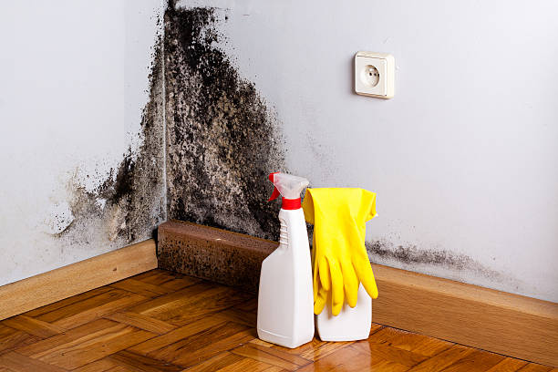 Why You Should Choose Our Mold Remediation Services in Blossom, TX